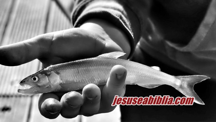 Multiplicação de Pães e Peixes - Jesus e a Bíblia