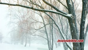 Parábola da Figueira Estéril - Jesus e a Bíblia